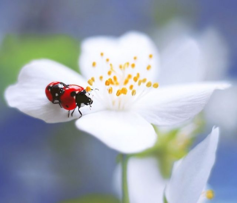 11 flores que florecen de noche