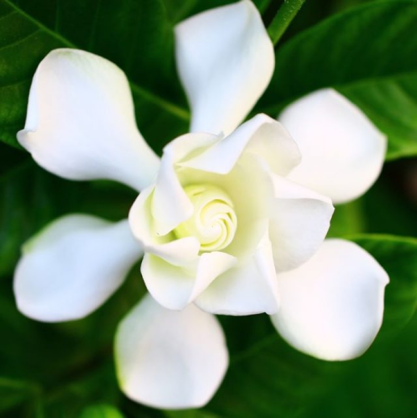 11 flores que florecen de noche