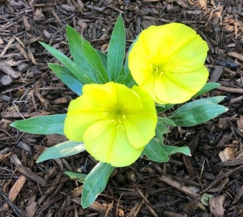 11 flowers that bloom at night