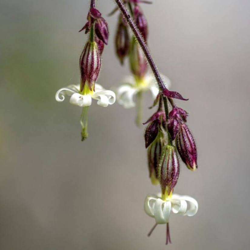 11 flowers that bloom at night