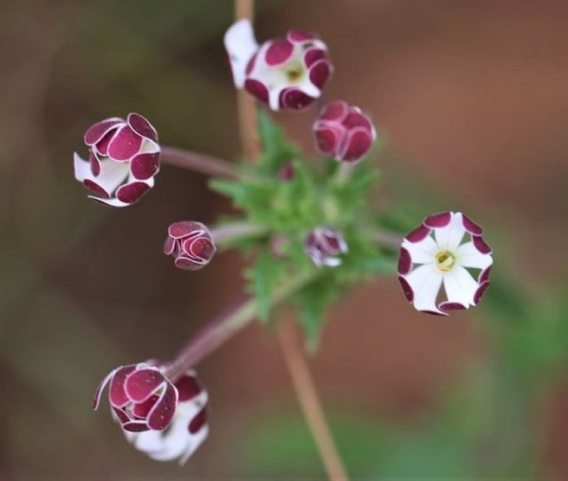 11 flowers that bloom at night