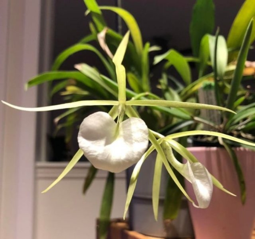 11 flowers that bloom at night