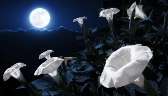 11 flowers that bloom at night