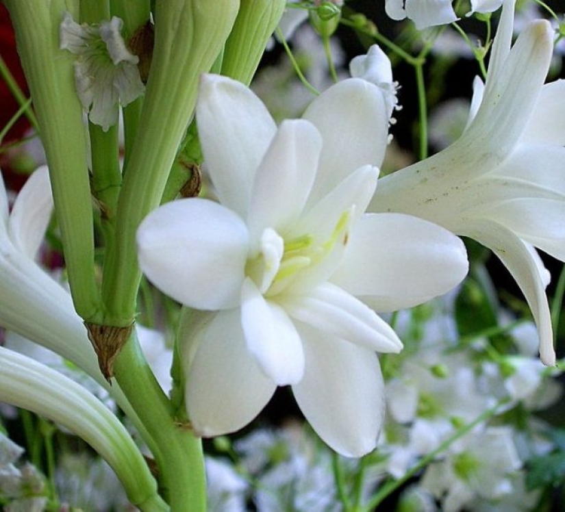 11 flowers that bloom at night