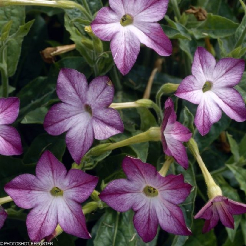 11 flowers that bloom at night