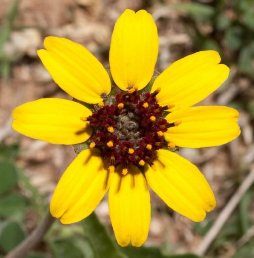 11 flowers that bloom at night