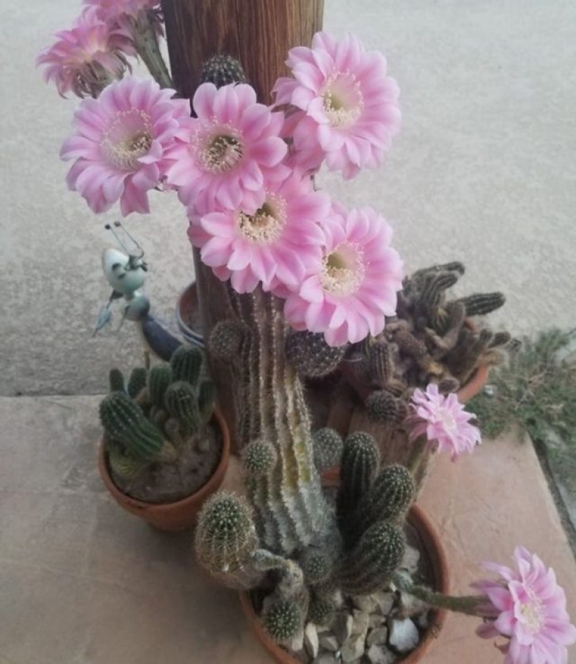 11 flowers that bloom at night