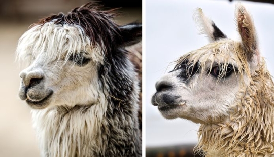 11 fotos que prueban que los animales y el agua no se mezclan