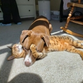 11 mascotas que disfrutan del sol