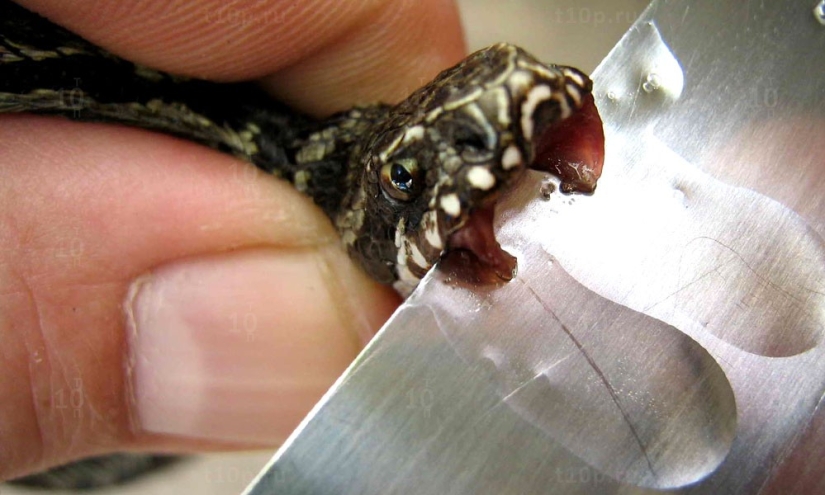 11 Most Dangerous Jobs in the World