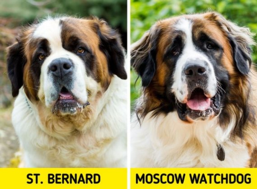 11 pairs of dog breeds that can confuse even avid dog lovers