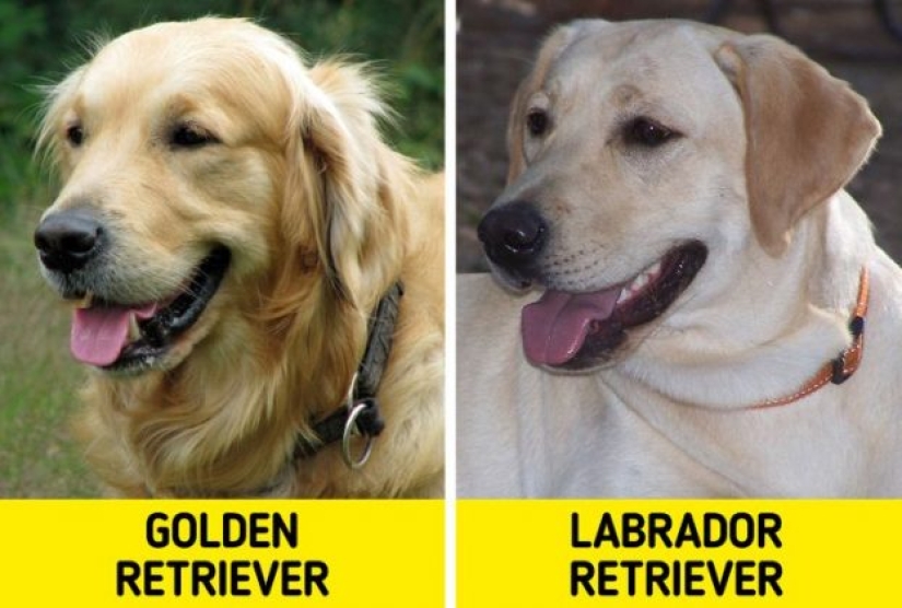 11 pares de razas de perros que pueden confundir incluso a los ávidos amantes de los perros