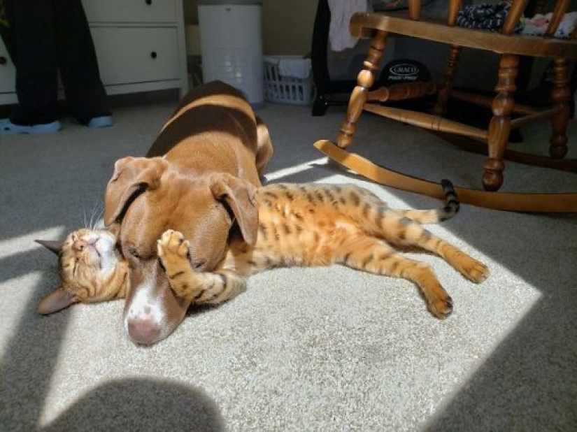 11 pets that enjoy the sun