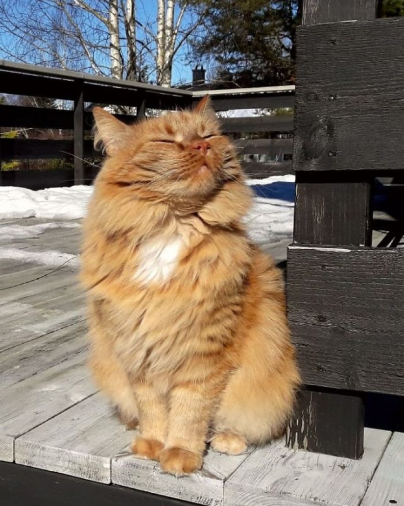 11 pets that enjoy the sun