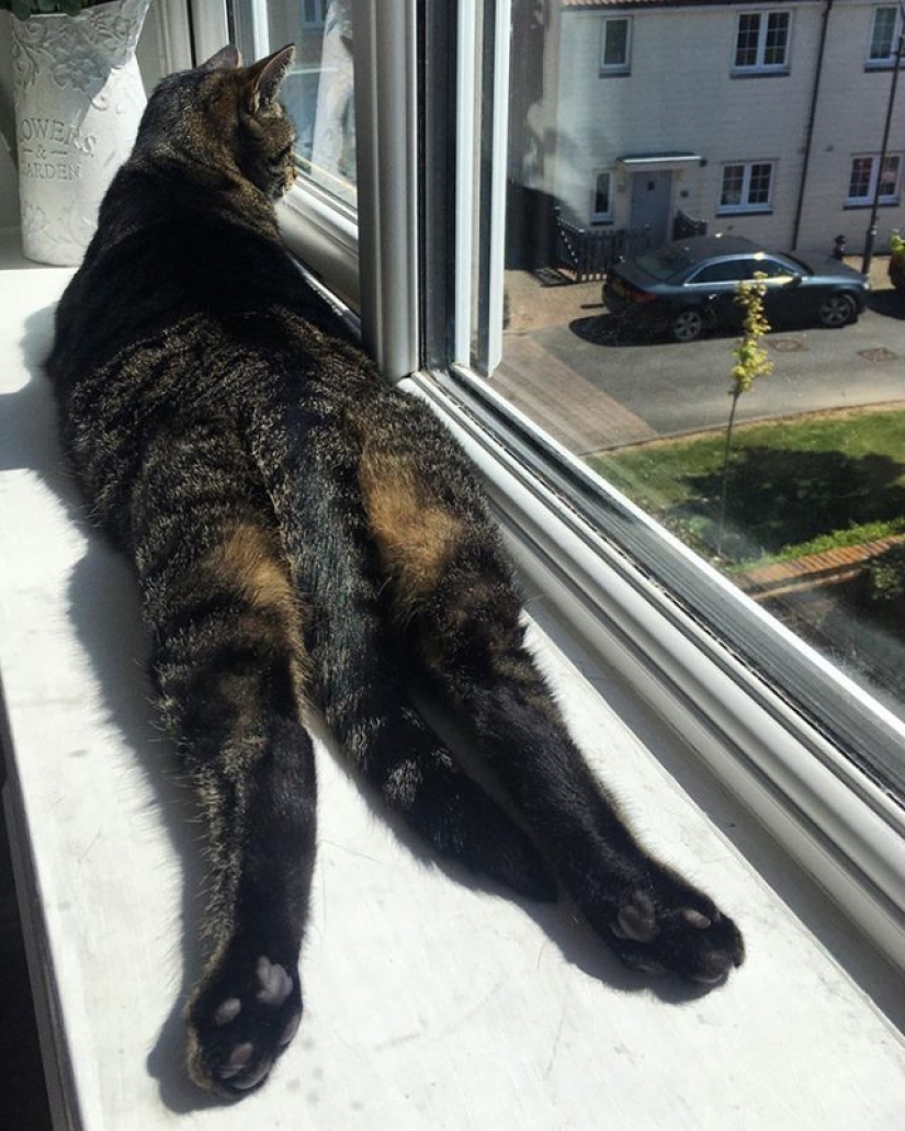 11 pets that enjoy the sun