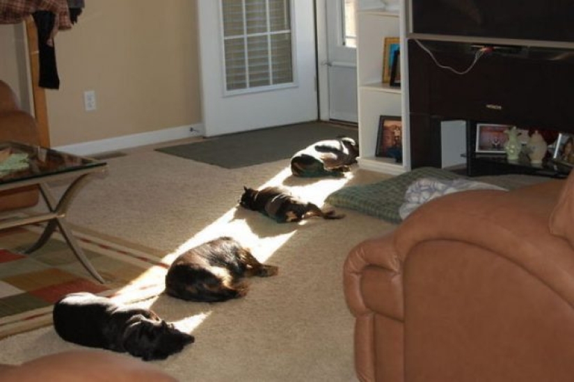 11 pets that enjoy the sun