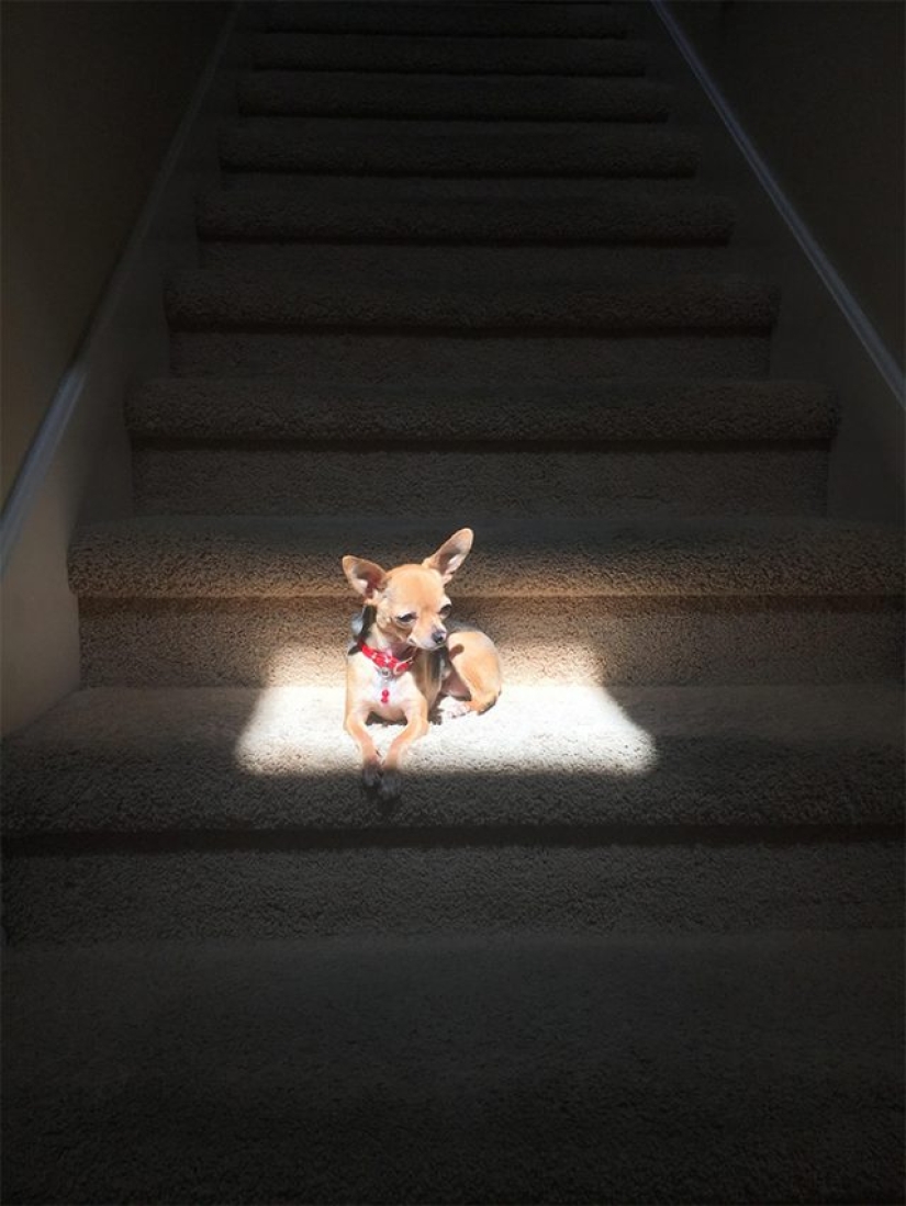 11 pets that enjoy the sun