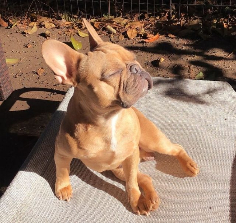 11 pets that enjoy the sun