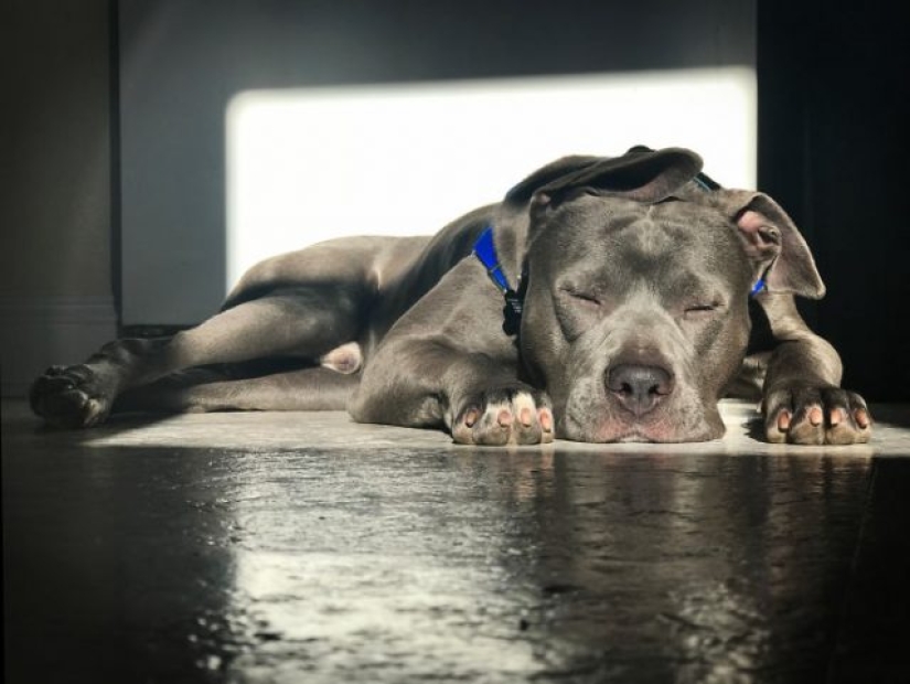 11 pets that enjoy the sun