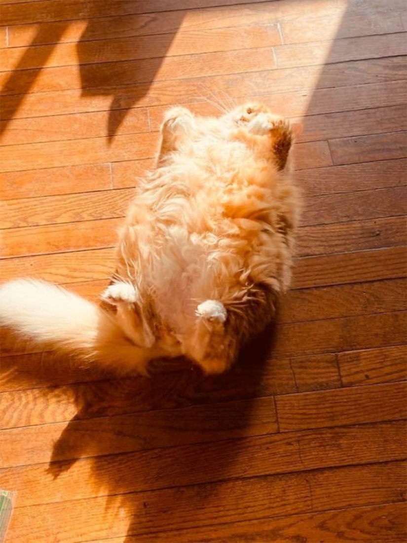 11 pets that enjoy the sun
