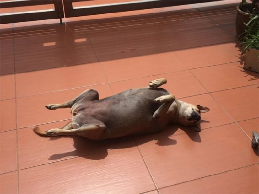 11 pets that enjoy the sun