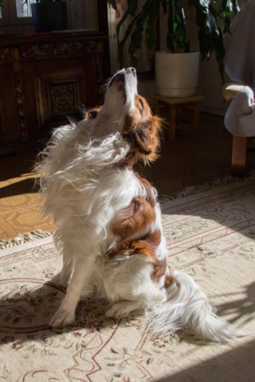 11 pets that enjoy the sun