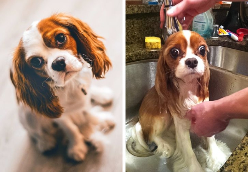 11 photos that prove animals and water don't mix