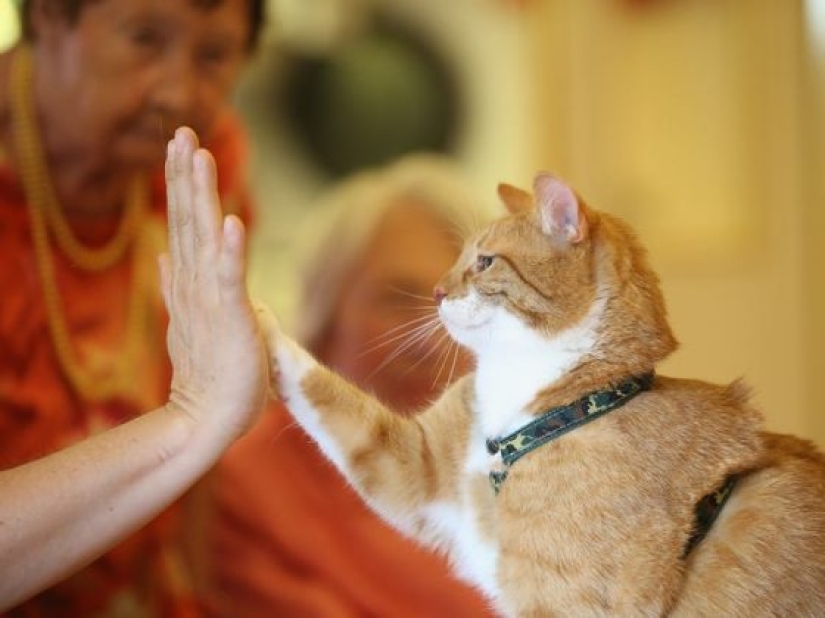 11 razones por las que tener una mascota es bueno para ti y tu familia