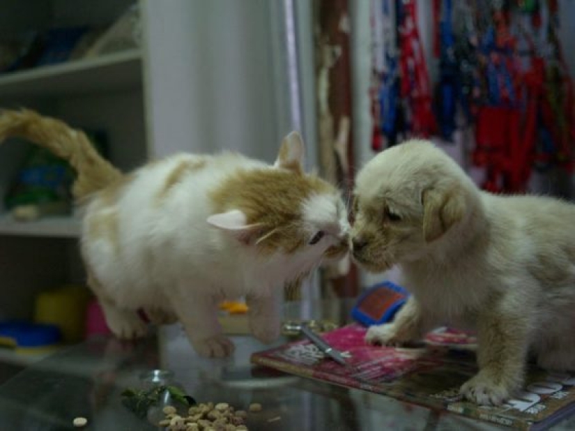 11 razones por las que tener una mascota es bueno para ti y tu familia