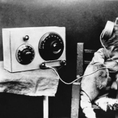 11 Reasons Why Having a Pet Is Good for You and Your Family