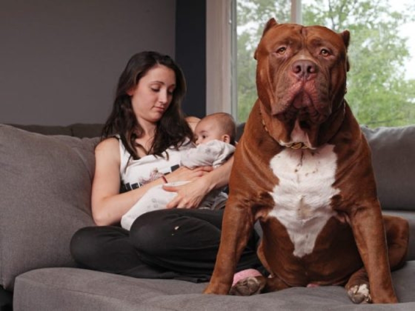 11 Reasons Why Having a Pet Is Good for You and Your Family