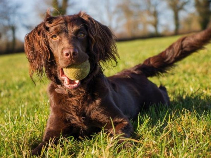 11 Reasons Why Having a Pet Is Good for You and Your Family