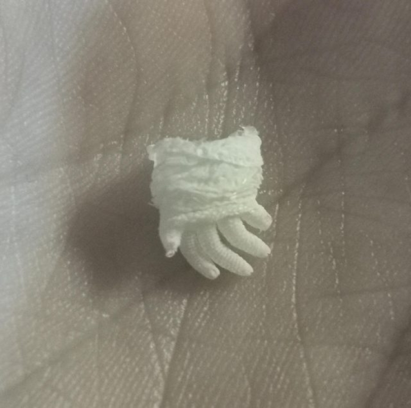 11 veces que la naturaleza nos ha preparado curiosas sorpresas 11 veces que la naturaleza nos ha preparado curiosas sorpresas