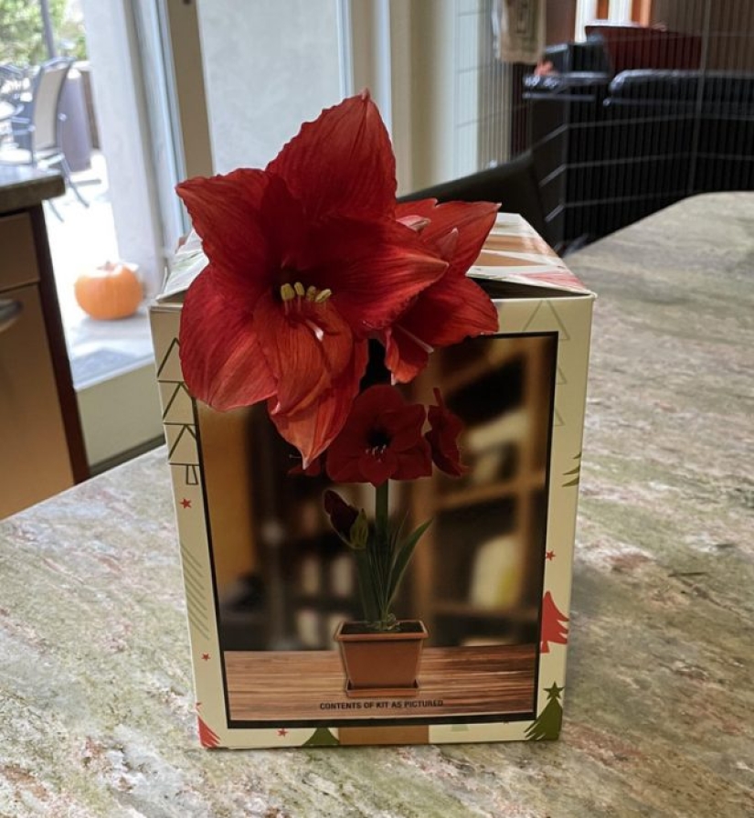 11 veces que la naturaleza nos ha preparado curiosas sorpresas 11 veces que la naturaleza nos ha preparado curiosas sorpresas