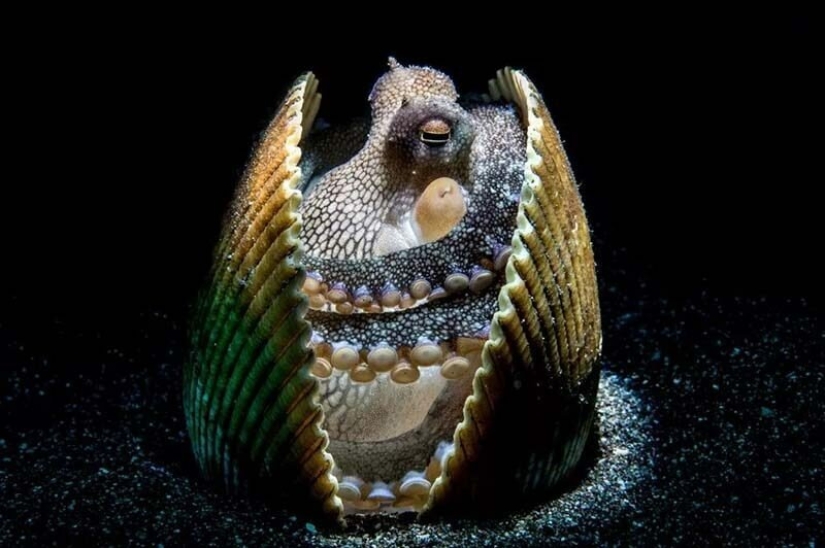 12 best underwater photos from the "Through Your Lens" contest 12 best underwater photos from the "Through Your Lens" contest