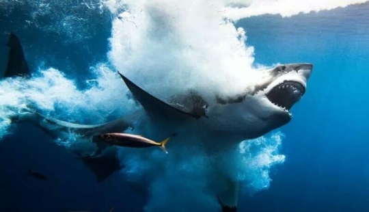 12 best underwater photos from the "Through Your Lens" contest