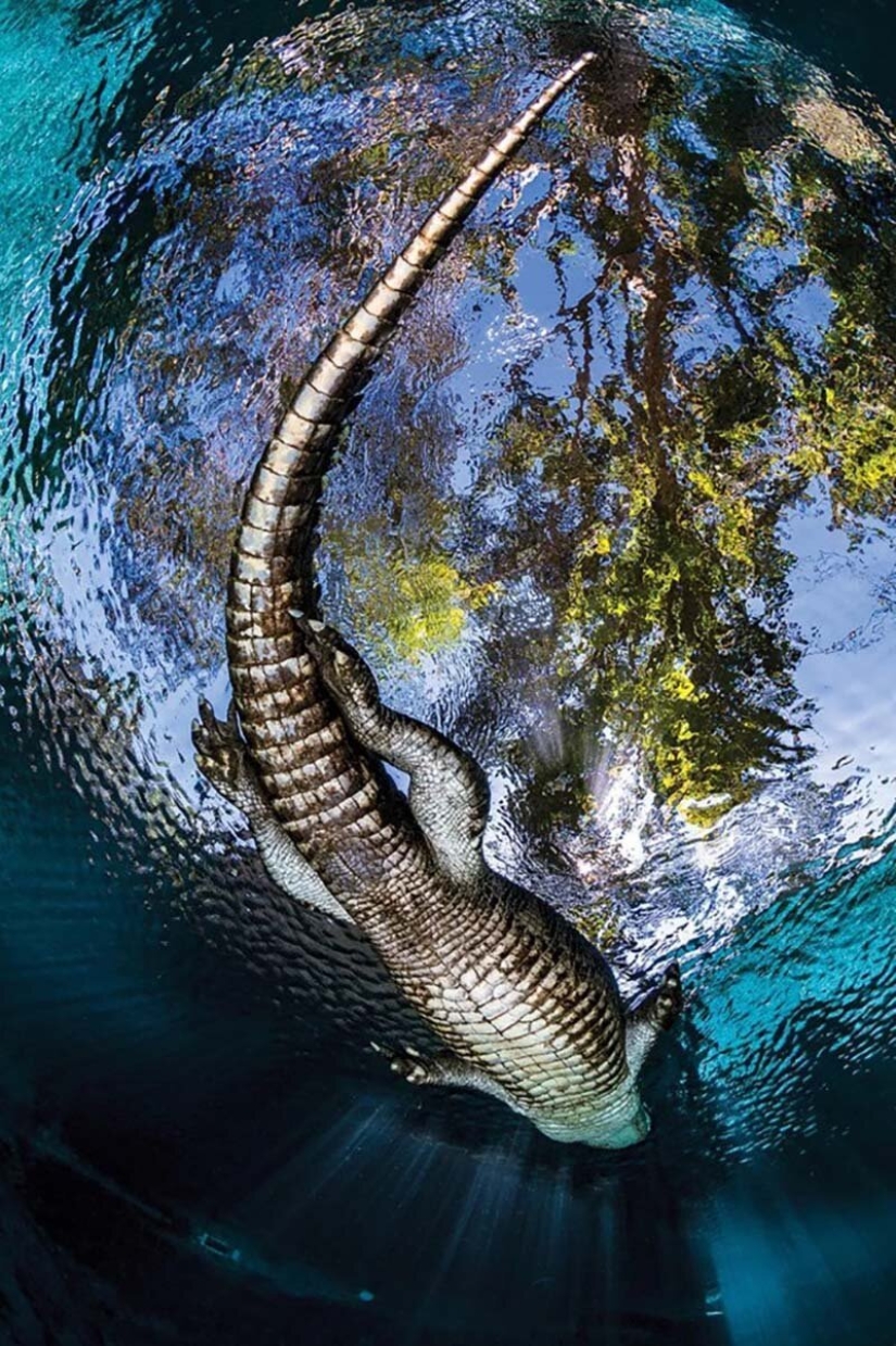 12 best underwater photos from the "Through Your Lens" contest 12 best underwater photos from the "Through Your Lens" contest