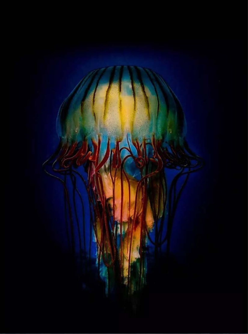 12 best underwater photos from the "Through Your Lens" contest 12 best underwater photos from the "Through Your Lens" contest