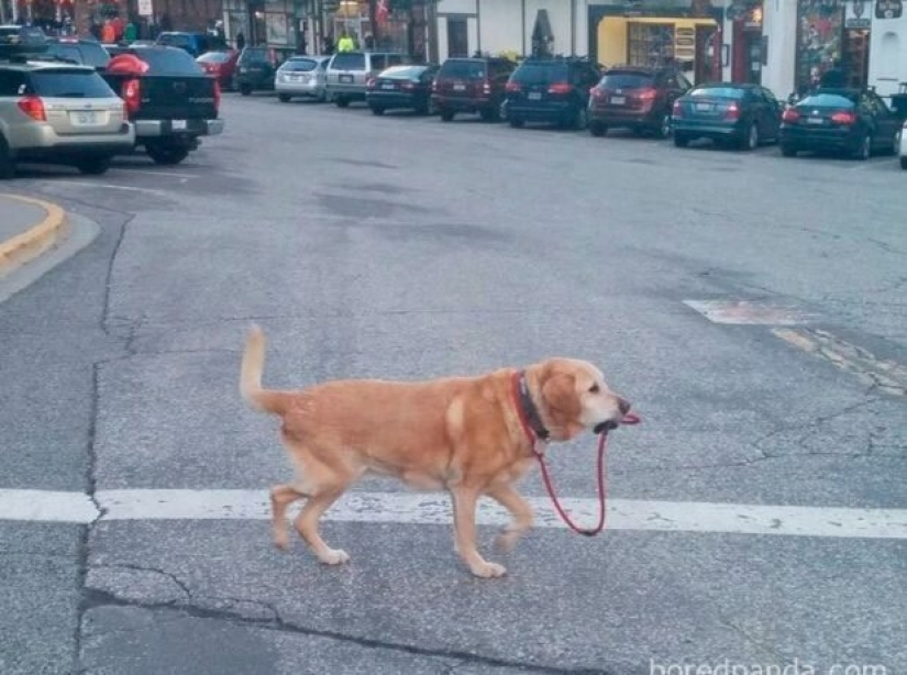 12 examples of how people have adapted to quarantine 12 examples of how people have adapted to quarantine