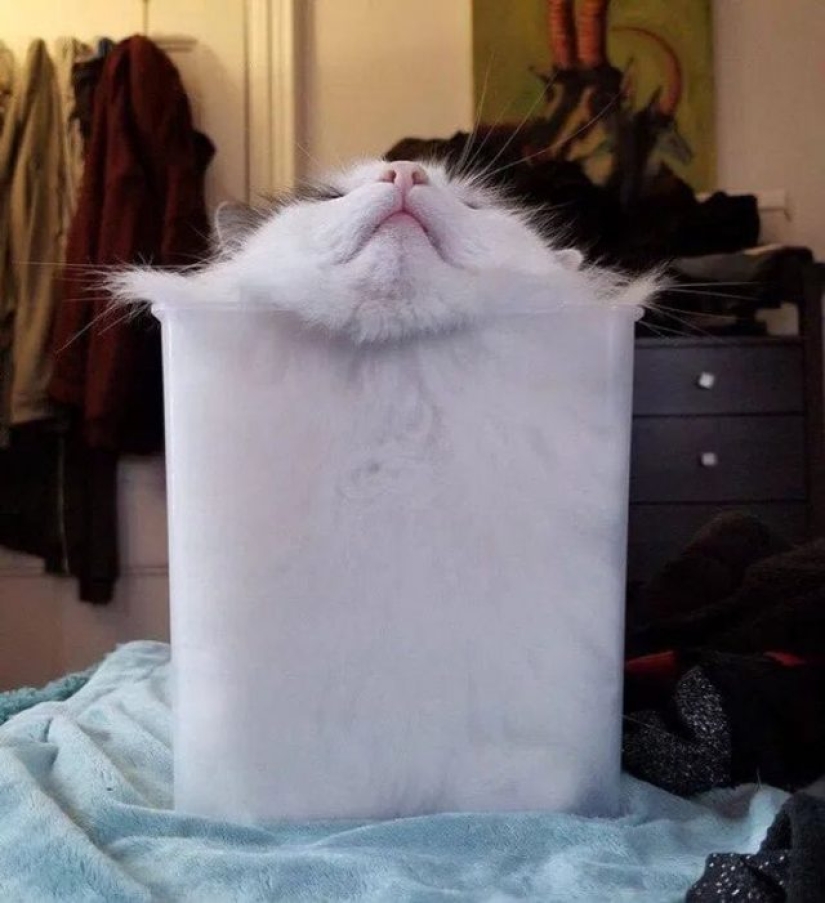 12 Flexible Cats That Prove They Can Fit Anywhere 12 Flexible Cats That Prove They Can Fit Anywhere