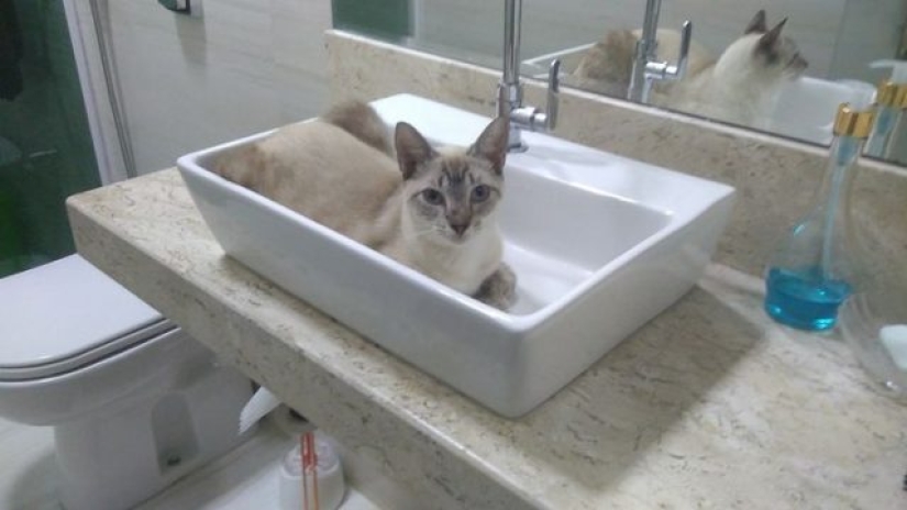 12 Flexible Cats That Prove They Can Fit Anywhere 12 Flexible Cats That Prove They Can Fit Anywhere