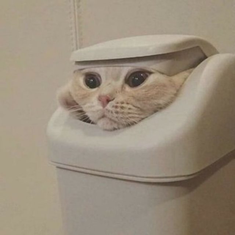 12 Flexible Cats That Prove They Can Fit Anywhere 12 Flexible Cats That Prove They Can Fit Anywhere