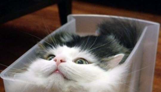 12 Flexible Cats That Prove They Can Fit Anywhere
