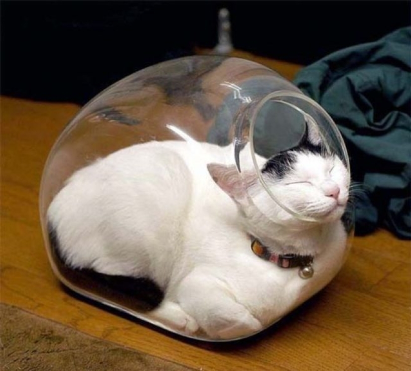 12 Flexible Cats That Prove They Can Fit Anywhere 12 Flexible Cats That Prove They Can Fit Anywhere