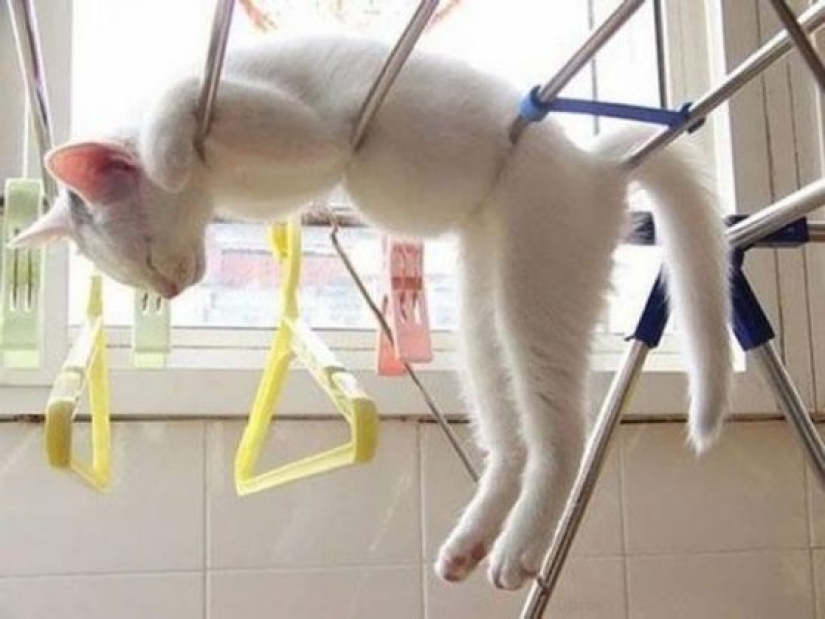 12 Flexible Cats That Prove They Can Fit Anywhere 12 Flexible Cats That Prove They Can Fit Anywhere