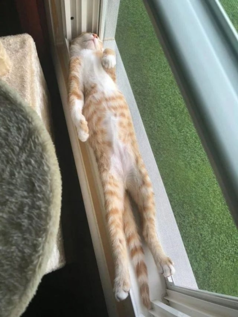 12 gatos flexibles que demuestran que pueden caber en cualquier lugar 12 gatos flexibles que demuestran que pueden caber en cualquier lugar