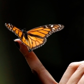 12 señales de que estamos en medio de la sexta extinción masiva