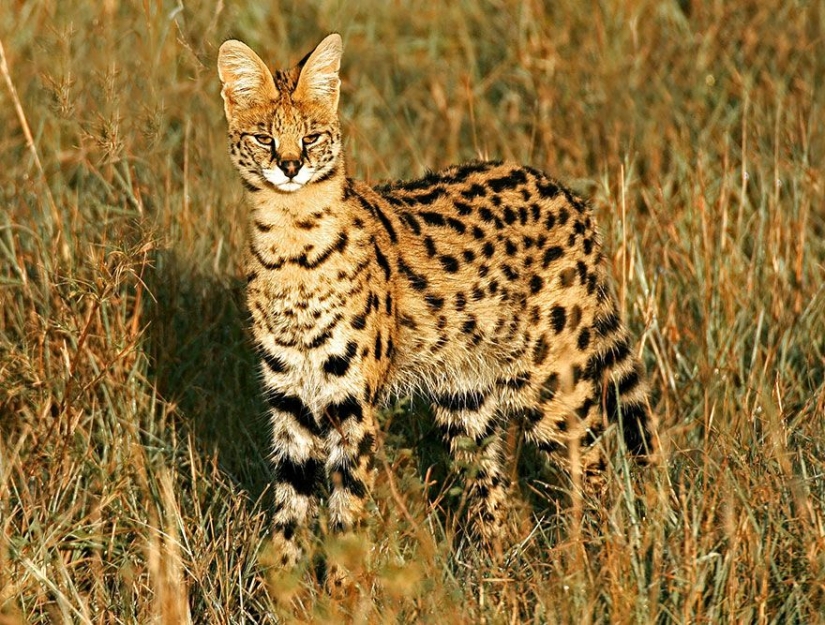 12 types of wild cats that you didn't know about