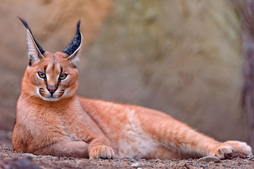 12 types of wild cats that you didn't know about