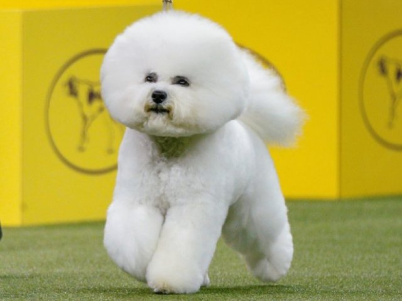 13 dog breeds that are hypoallergenic 13 dog breeds that are hypoallergenic